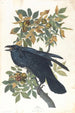 Corbeau - John James Audubon — vy av konstverket