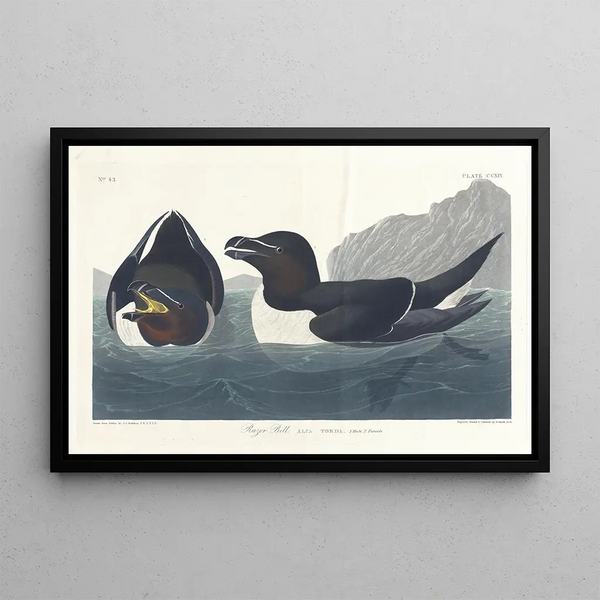 Petit Pingouin - John James Audubon — inramlat konstverk på väggen