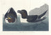Petit Pingouin - John James Audubon — vy av konstverket