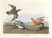 Phalarope à bec rouge - John James Audubon — vy av konstverket