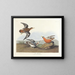 Phalarope à bec rouge - John James Audubon — inramlat konstverk på väggen