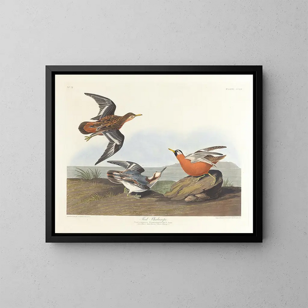 Phalarope à bec rouge - John James Audubon — inramlat konstverk på väggen