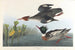 Harle huppé - John James Audubon — vy av konstverket