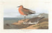 Bécasseau à poitrine rousse - John James Audubon — vy av konstverket