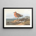Bécasseau à poitrine rousse - John James Audubon — inramlat konstverk på väggen