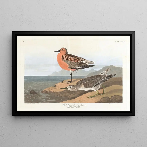 Bécasseau à poitrine rousse - John James Audubon — inramlat konstverk på väggen