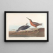 Bécassine à Poitrine Rouge - John James Audubon — inramlat konstverk på väggen