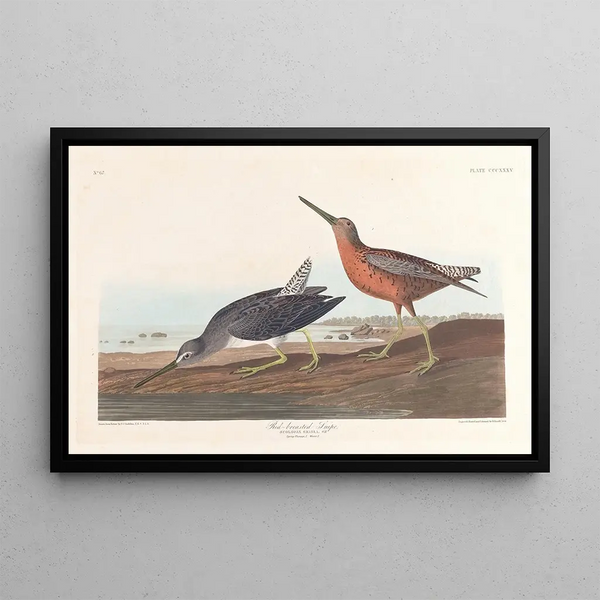 Bécassine à Poitrine Rouge - John James Audubon — inramlat konstverk på väggen