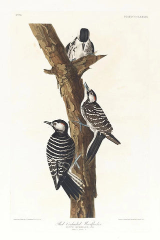 John James Audubon - Redcockaded woodpecker.webp