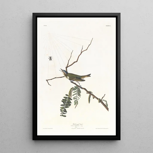 John James Audubon - Redeyed vireo.webp