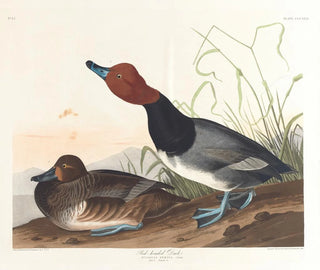 Kanadagås - John James Audubon — vy av konstverket