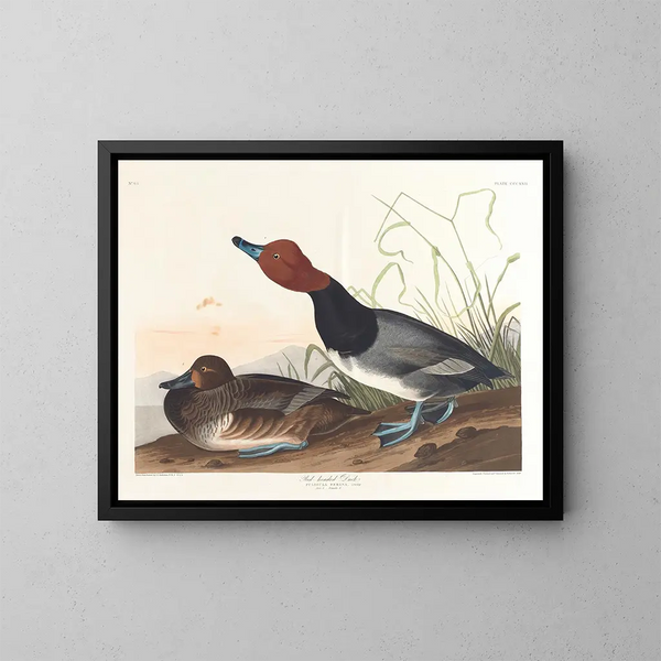 Kanadagås - John James Audubon — inramlat konstverk på väggen