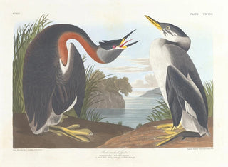 Grèbe à cou noir - John James Audubon — vy av konstverket