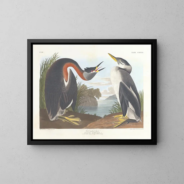 Grèbe à cou noir - John James Audubon — inramlat konstverk på väggen
