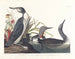 Dykare katter - John James Audubon — vy av konstverket