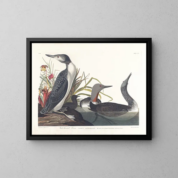 Dykare katter - John James Audubon — inramlat konstverk på väggen