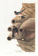 Hirondelle républicaine ou Hirondelle des falaises - John James Audubon — vy av konstverket