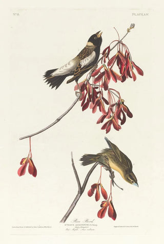 John James Audubon - Rice bird.webp