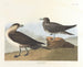 Le chasseur de Richardson - John James Audubon — vy av konstverket