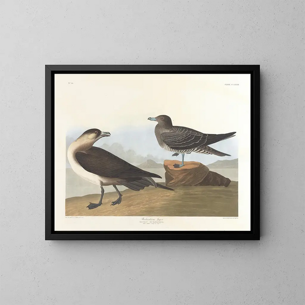 Le chasseur de Richardson - John James Audubon — inramlat konstverk på väggen