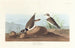 Pluvier à collier interrompu - John James Audubon — vy av konstverket