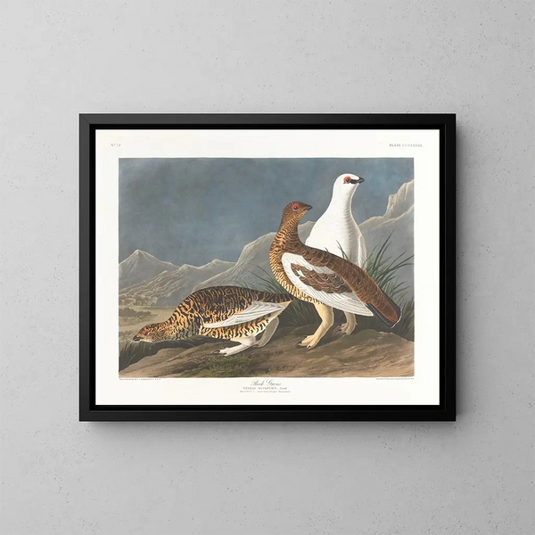 klippformationer - John James Audubon — inramlat konstverk på väggen