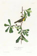 Paruline de Roscoe - John James Audubon — vy av konstverket