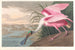 Spatule rosée - John James Audubon — vy av konstverket