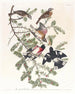 Cardinal à poitrine rose - John James Audubon — vy av konstverket