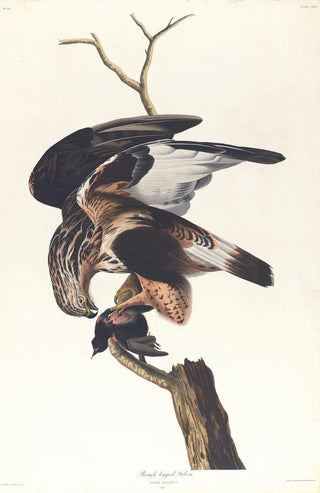 John James Audubon - Roughlegged falcon.webp