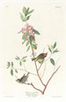 Troglodyte à couronne rubis - John James Audubon — vy av konstverket