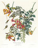Colibri à gorge rubis - John James Audubon — vy av konstverket