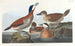 Kanadagås - John James Audubon — vy av konstverket