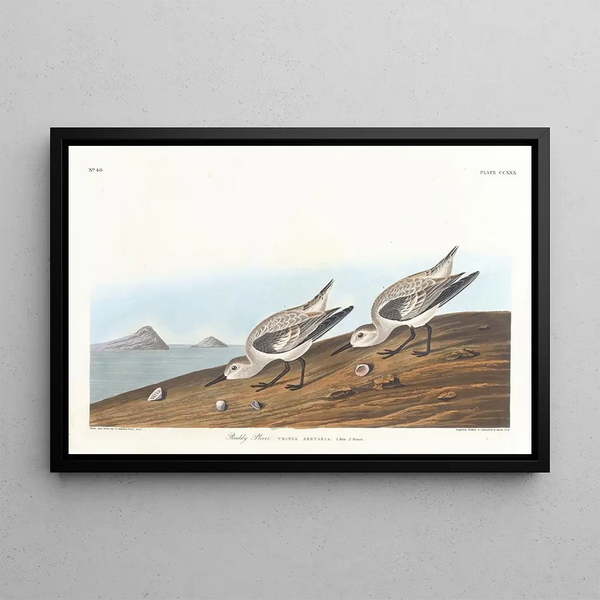 Rödspov - John James Audubon — inramlat konstverk på väggen