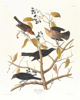 John James Audubon - Rusty grakle.webp