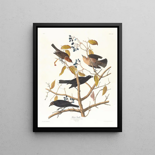 John James Audubon - Rusty grakle.webp