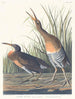saltvattensvampdjur - John James Audubon — vy av konstverket