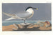Sterne caugek - John James Audubon — vy av konstverket