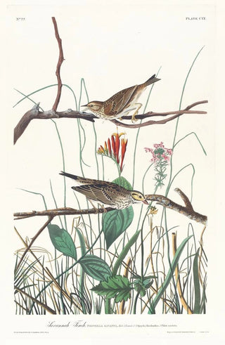 John James Audubon - Savannah finch.webp