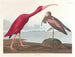 Ibis écarlate - John James Audubon — vy av konstverket