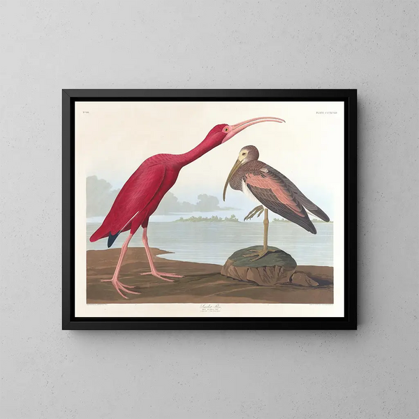 Ibis écarlate - John James Audubon — inramlat konstverk på väggen
