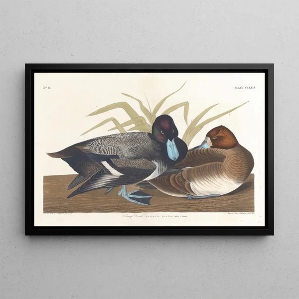 Fuligule milouinan - John James Audubon — inramlat konstverk på väggen