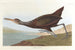 Scolopax courlan - John James Audubon — vy av konstverket