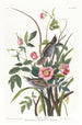 Bruant maritime - John James Audubon — vy av konstverket