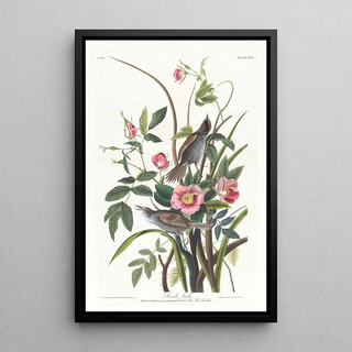 John James Audubon - Seaside finch.webp
