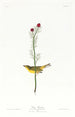 Moucherolle de Selby - John James Audubon — vy av konstverket