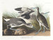 Bécassine semipalmée eller willet - John James Audubon — vy av konstverket