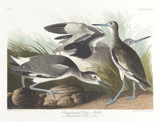 Bécassine semipalmée eller willet - John James Audubon — vy av konstverket