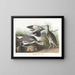 Bécassine semipalmée eller willet - John James Audubon — inramlat konstverk på väggen