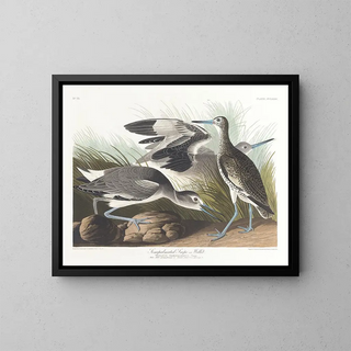 Bécassine semipalmée eller willet - John James Audubon — inramlat konstverk på väggen